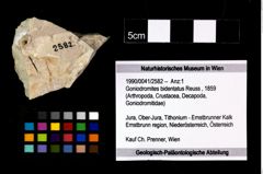 Foto (Objekt + Etikett) von Goniodromites bidentatus (Reuss, 1859)  (NHMW-GEO-1990-0041-2582)